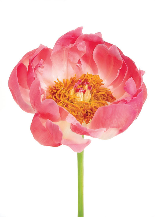 Floral Pink Peony Love Greeting Card Featured on The Paper Nerd.