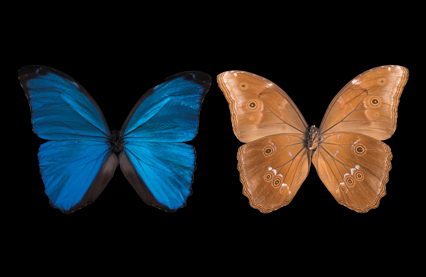 Blue Morpho Butterfly , Front & Underside View Crop