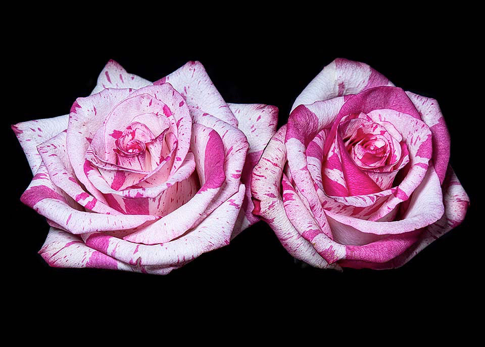 Valentine by Photographer Tal Shpantzer