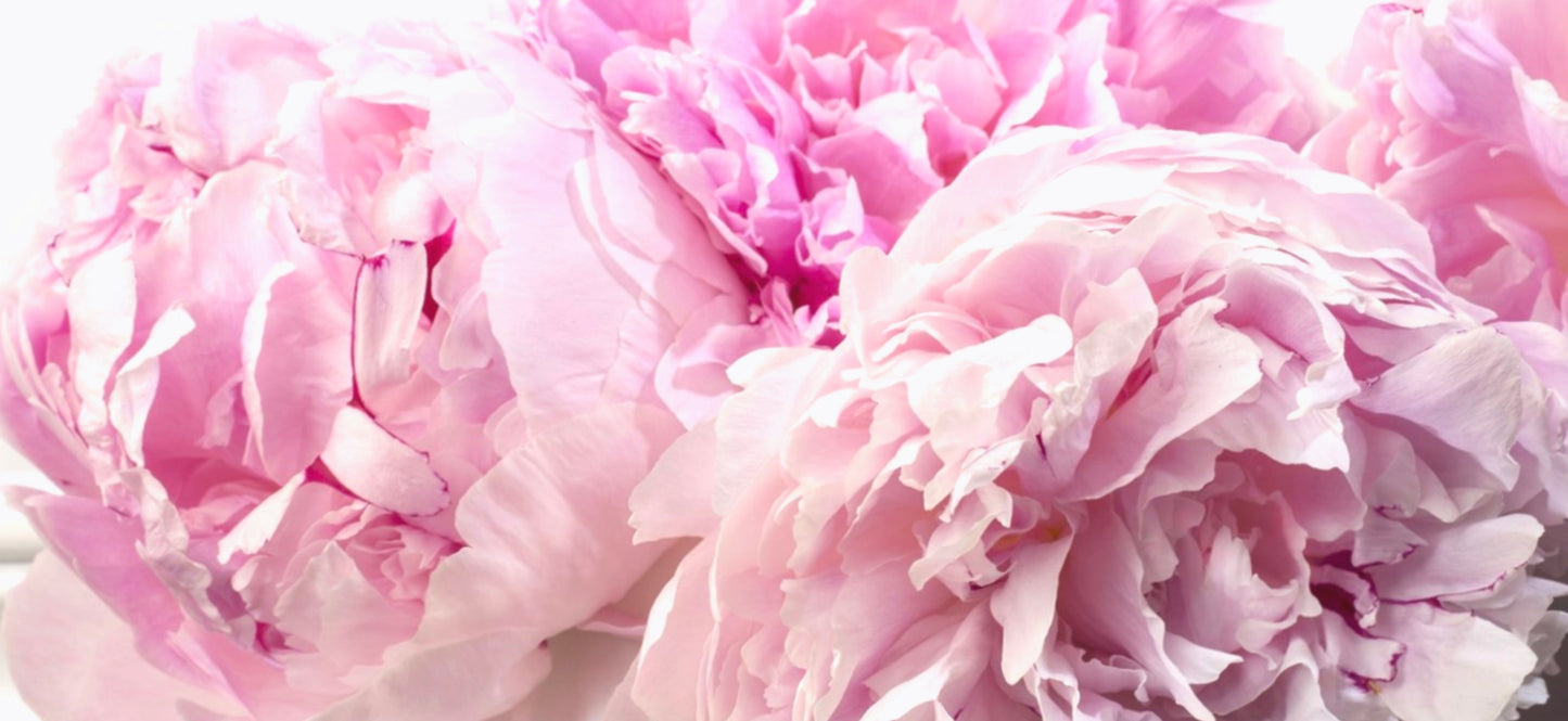 Cup 110z - PEONY