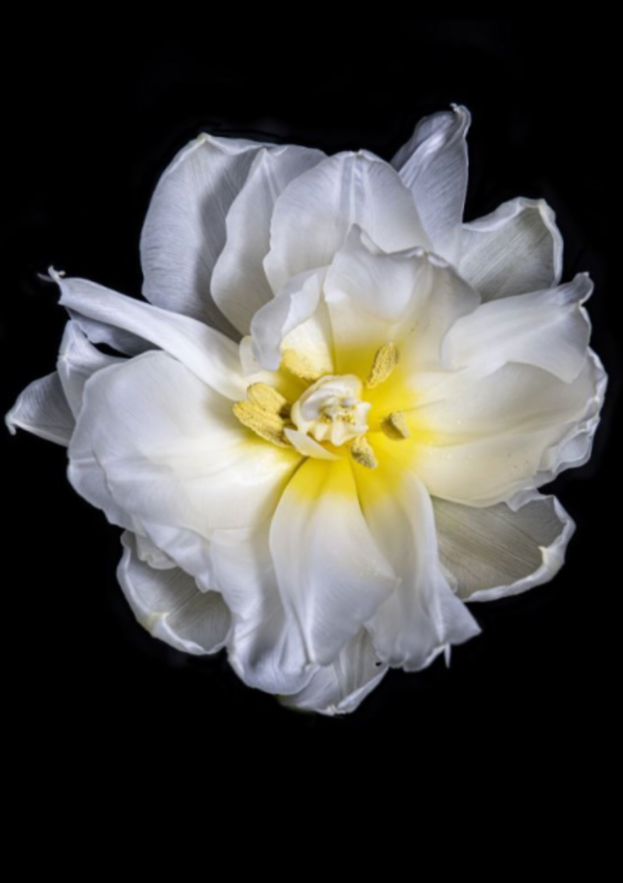 White Tulip