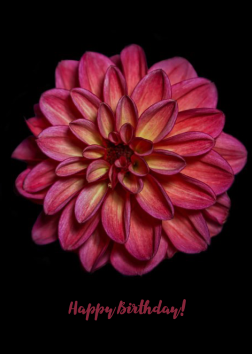 Dahlia Sun - Happy Birthday!