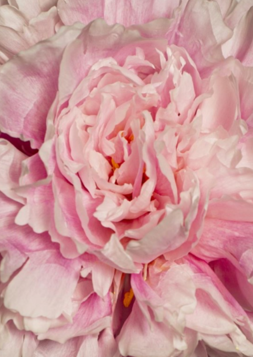 Peony Detail