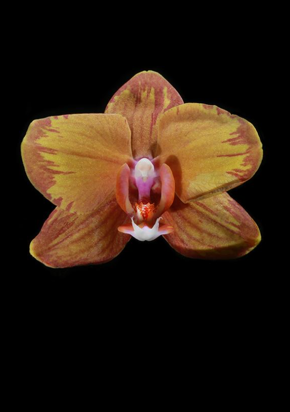 Orchid Gift Set