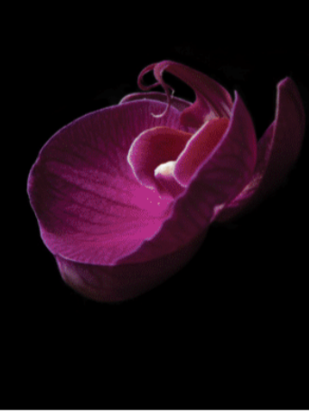 Orchid Gift Set