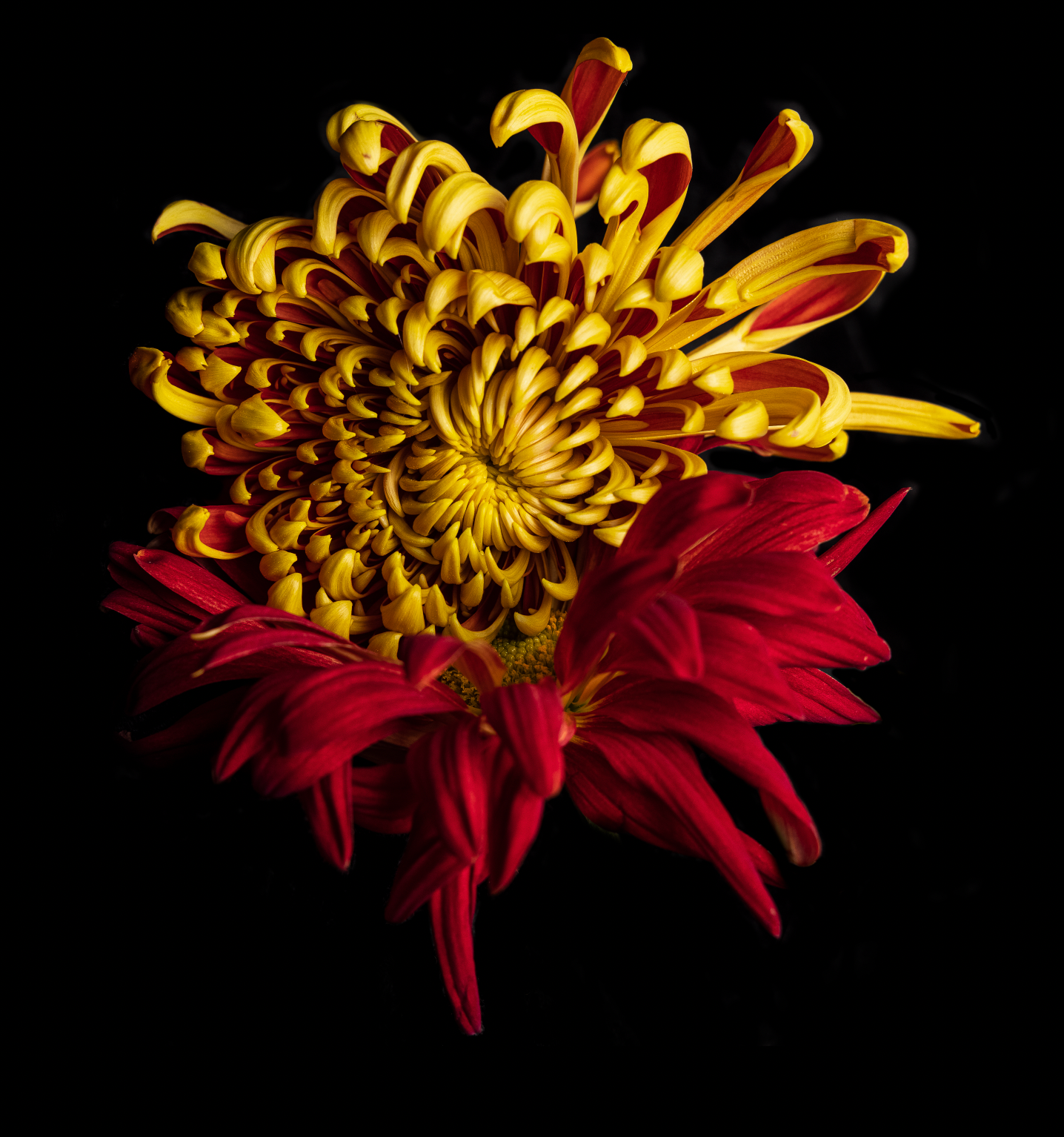 Chrysanthemum Art Print