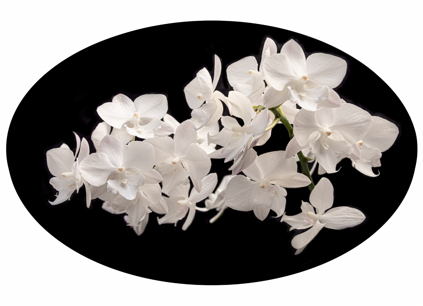 NEW UPLIFTING ORCHIDS