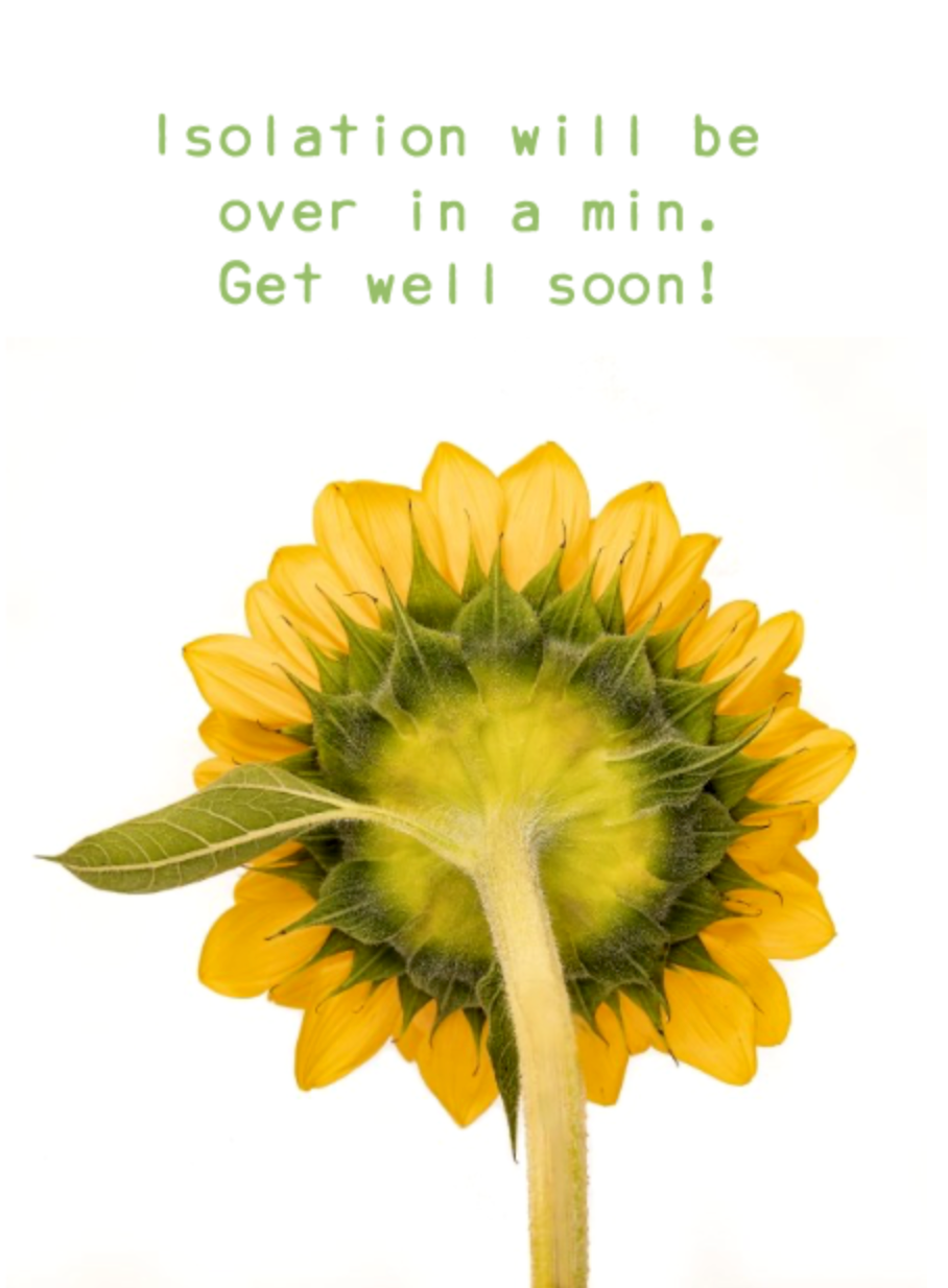 Uplifting Sunflower -Covid Isolation - Get well soon!