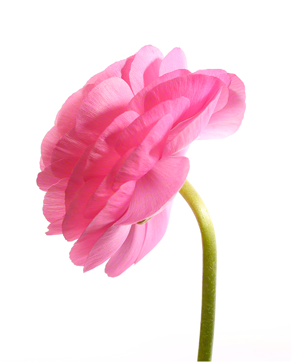 The Pinks, Profile. Greeting card