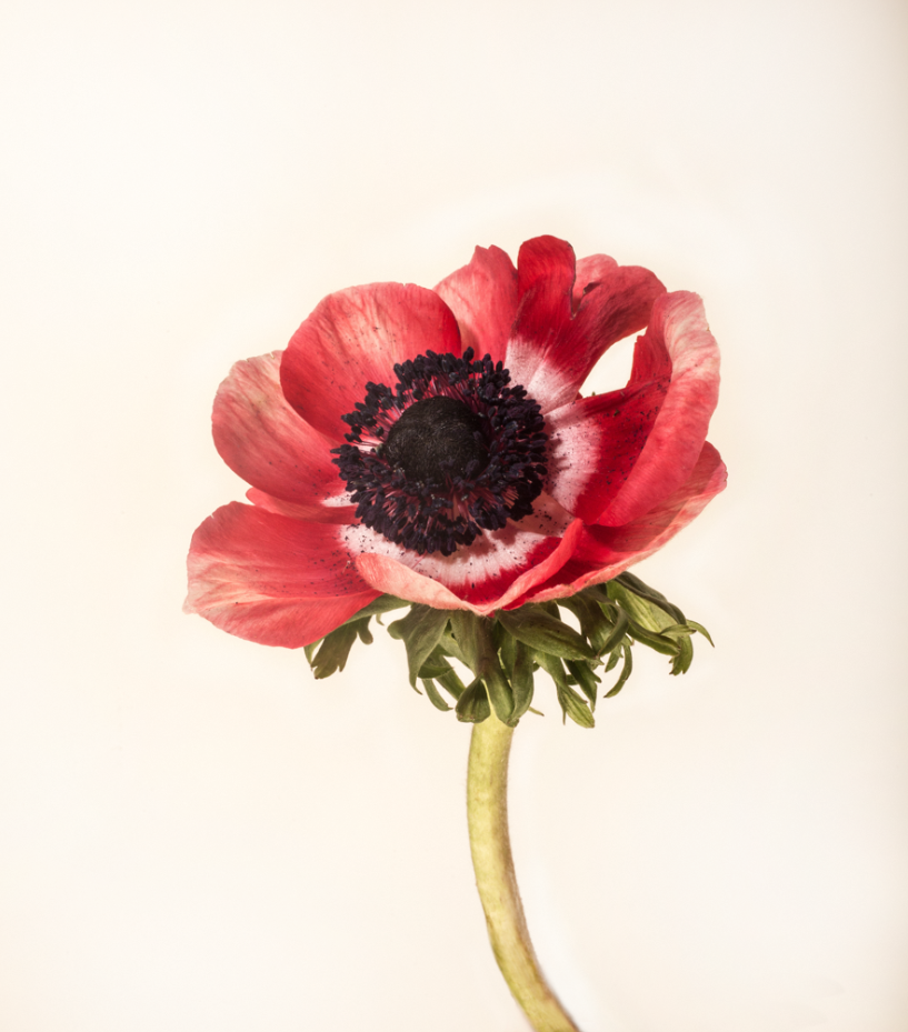 Poppy