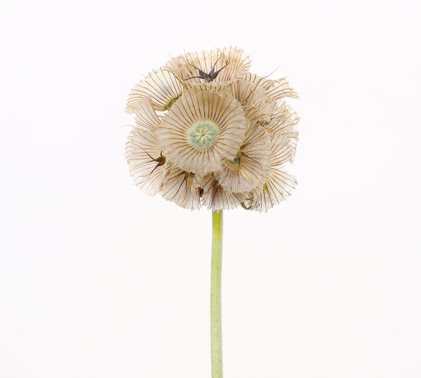 Scabiosa, Print by Photographer Tal Shpantzer