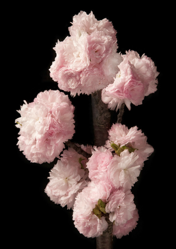 Cherry Blossoms