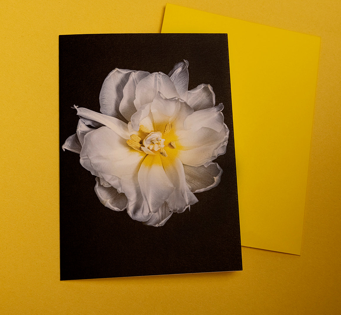 White Tulip