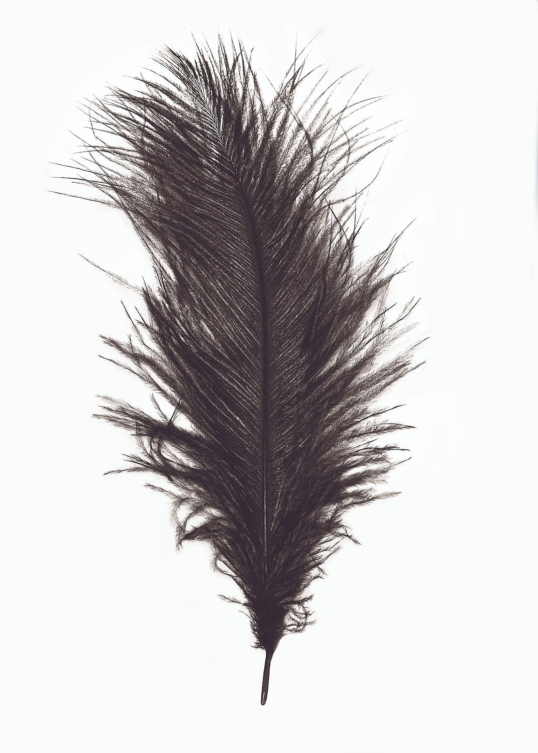 Lux & Chic Black Feather NOTECARD