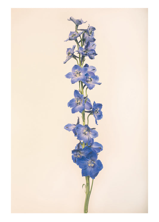 Delphinium Vintage NOTECARD