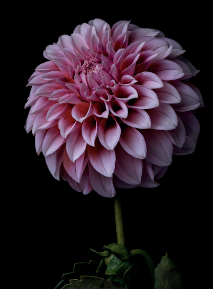 Dahlia, Peaches N Cream