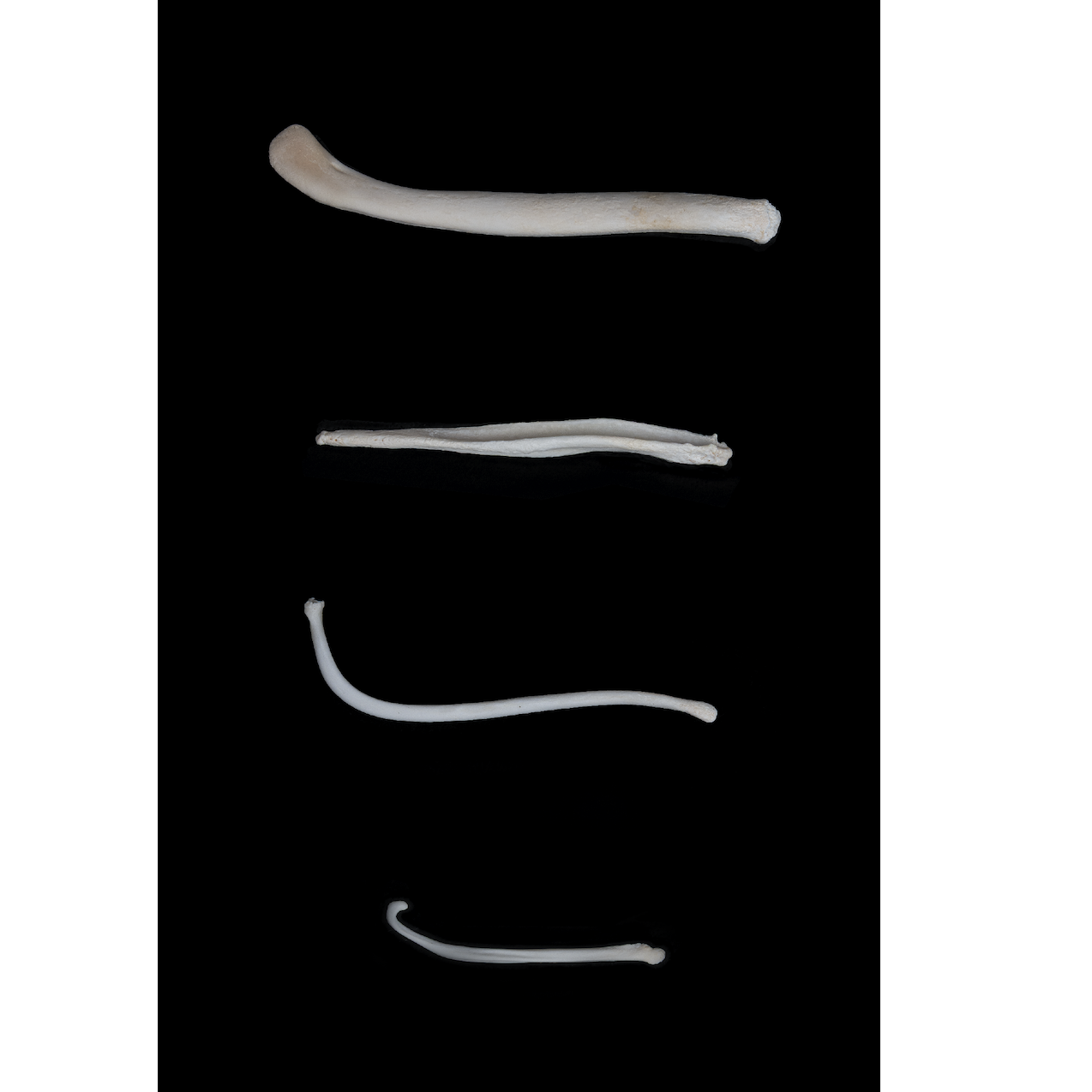 BACULUM CHART, The Specimens Natural History Series. Limited Edition Print 1 of 10 by Artist Photographer Tal Shpanter