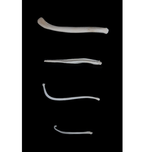 BACULUM CHART, The Specimens Natural History Series. Limited Edition Print 1 of 10 by Artist Photographer Tal Shpanter