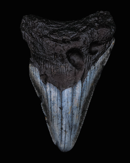 Megalodon Shark Tooth, The Specimens Natural History Series. Limited Edition Print 1 of 10 by Artist Photographer Tal Shpanter