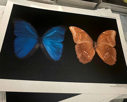 Blue Morpho  Butterfly , Front & Underside View