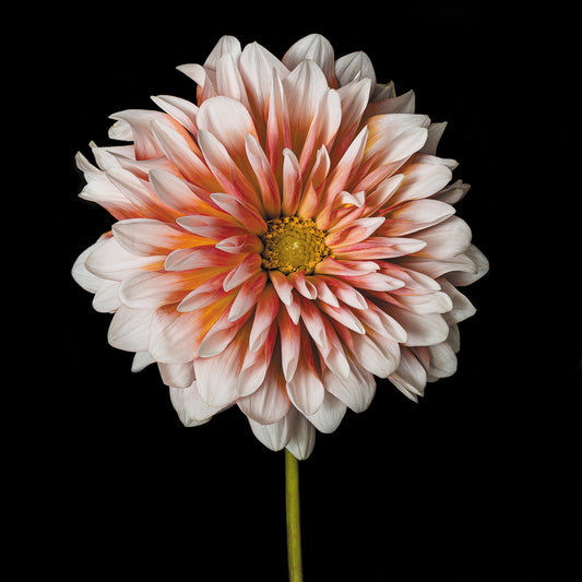 Dahlia Forever Print by Artist Photographer Tal Shpantzer