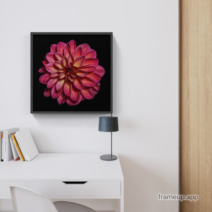 Dahlia, Botanical Prints by Photographer Tal Shpantzer