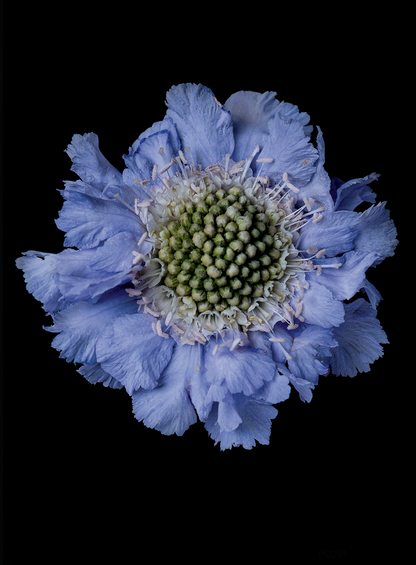 PINCUSHION SCABIOSA Floral Greeting Card