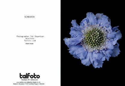 PINCUSHION SCABIOSA Floral Greeting Card