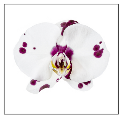 White Orchid  Notepad - New