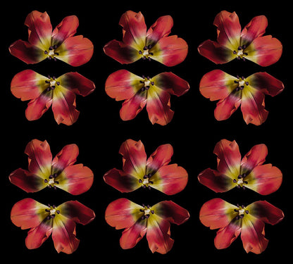 Red Upside Film Floral Print