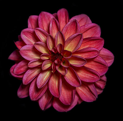 Dahlia, Botanical Prints by Photographer Tal Shpantzer