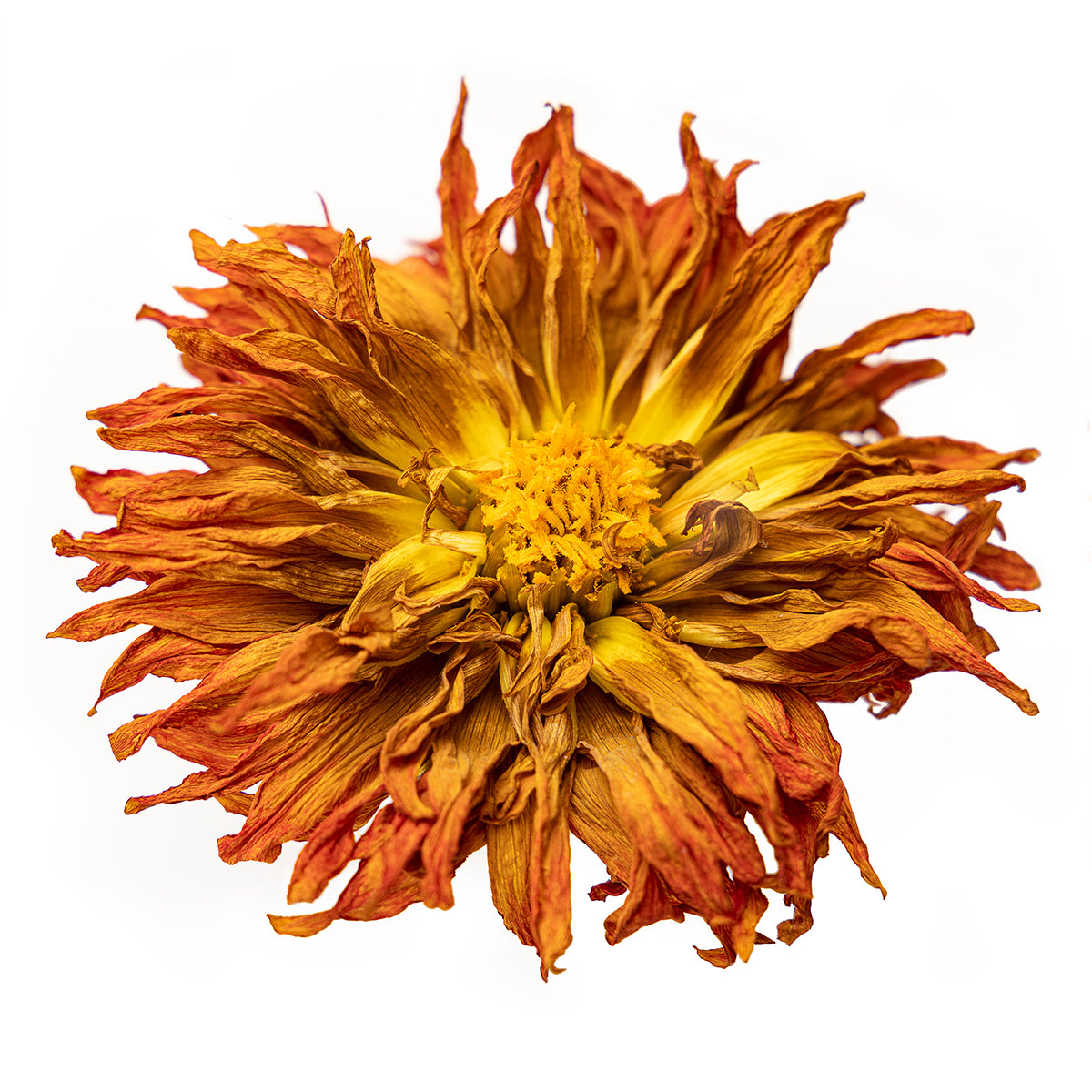 Orange Dahlia, Botanical Art Prints by Photographer Tal Shpantzer