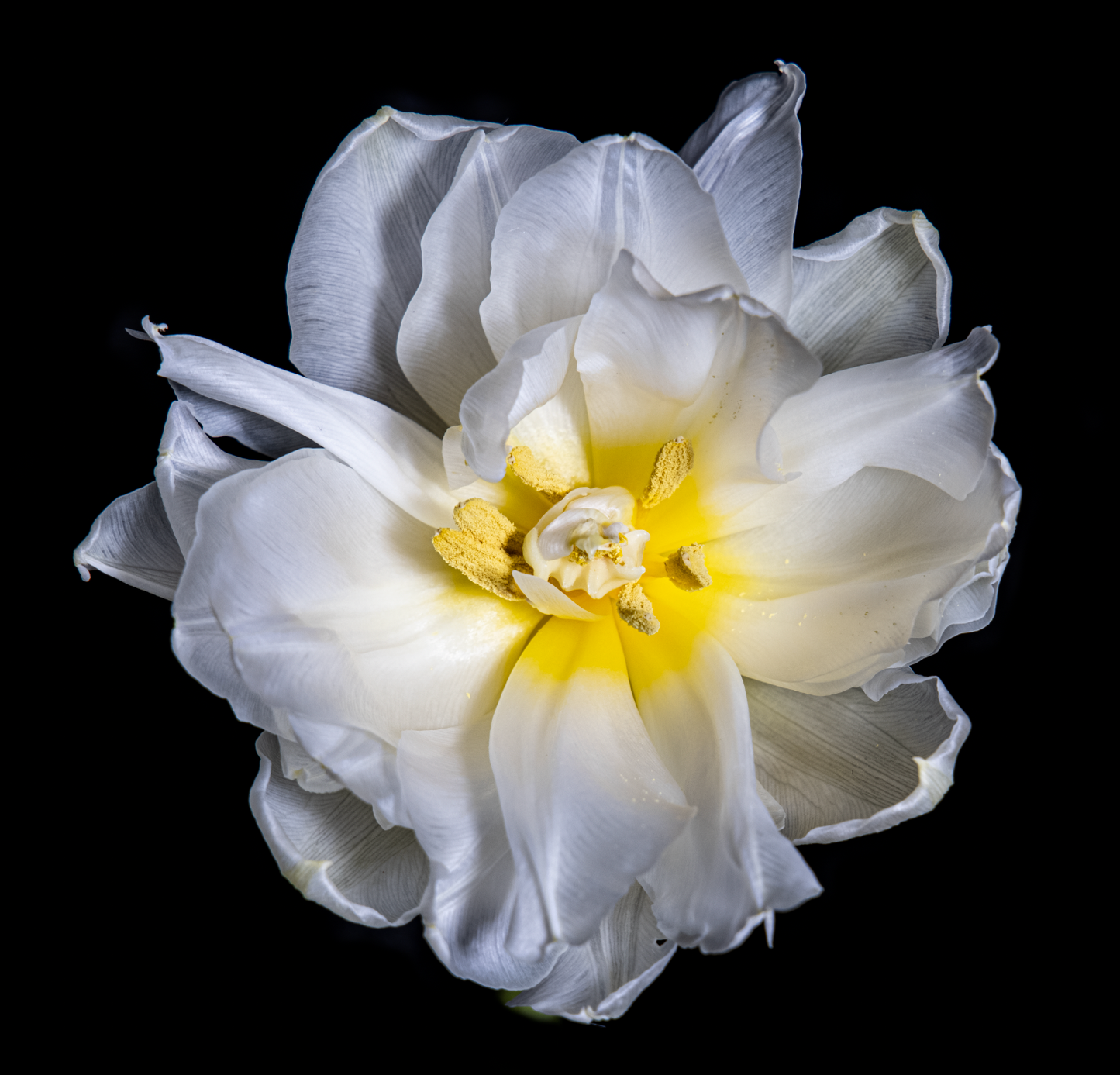 White Tulip, Botanical Art Prints by Photographer Tal Shpantzer