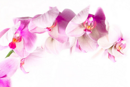 Orchid Gift Set