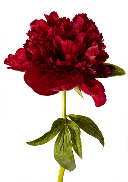 Ruby Valentine's PEONY Bundle