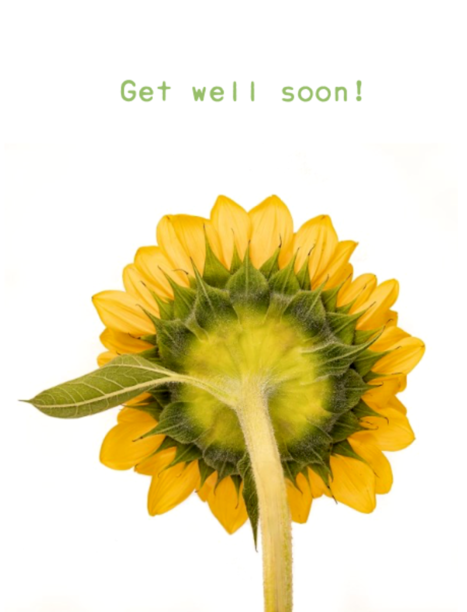 Uplifting  Sunflower - Get well soon!