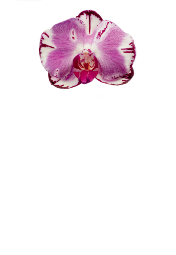 ORCHID Notepad -New