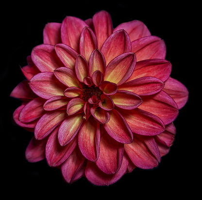 Mother's Day - Uplifting Botanical Cards Gift Set