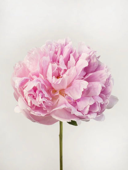 PEONY