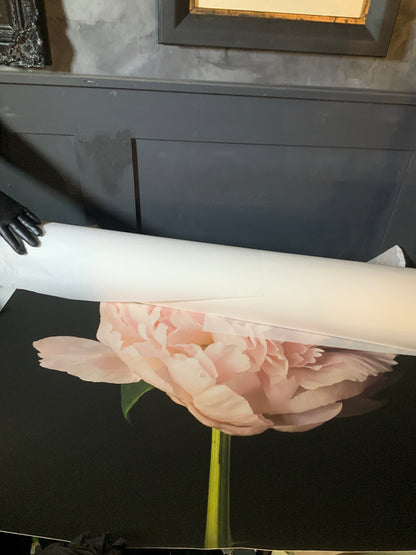 Peony Dreams, Prints by Photographer Tal Shpantzer