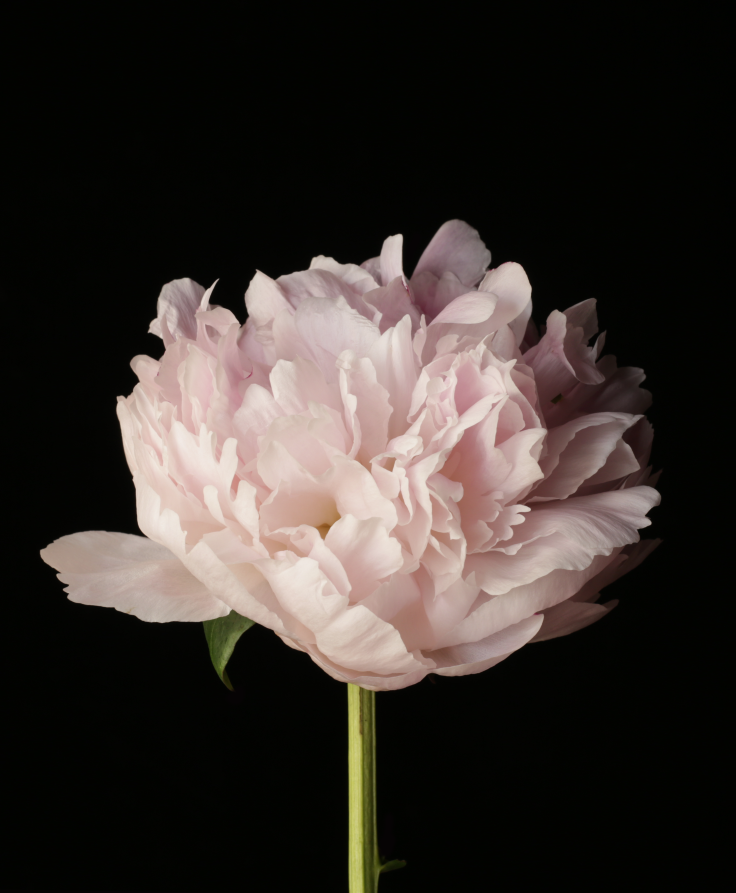 PEONY BLOOM