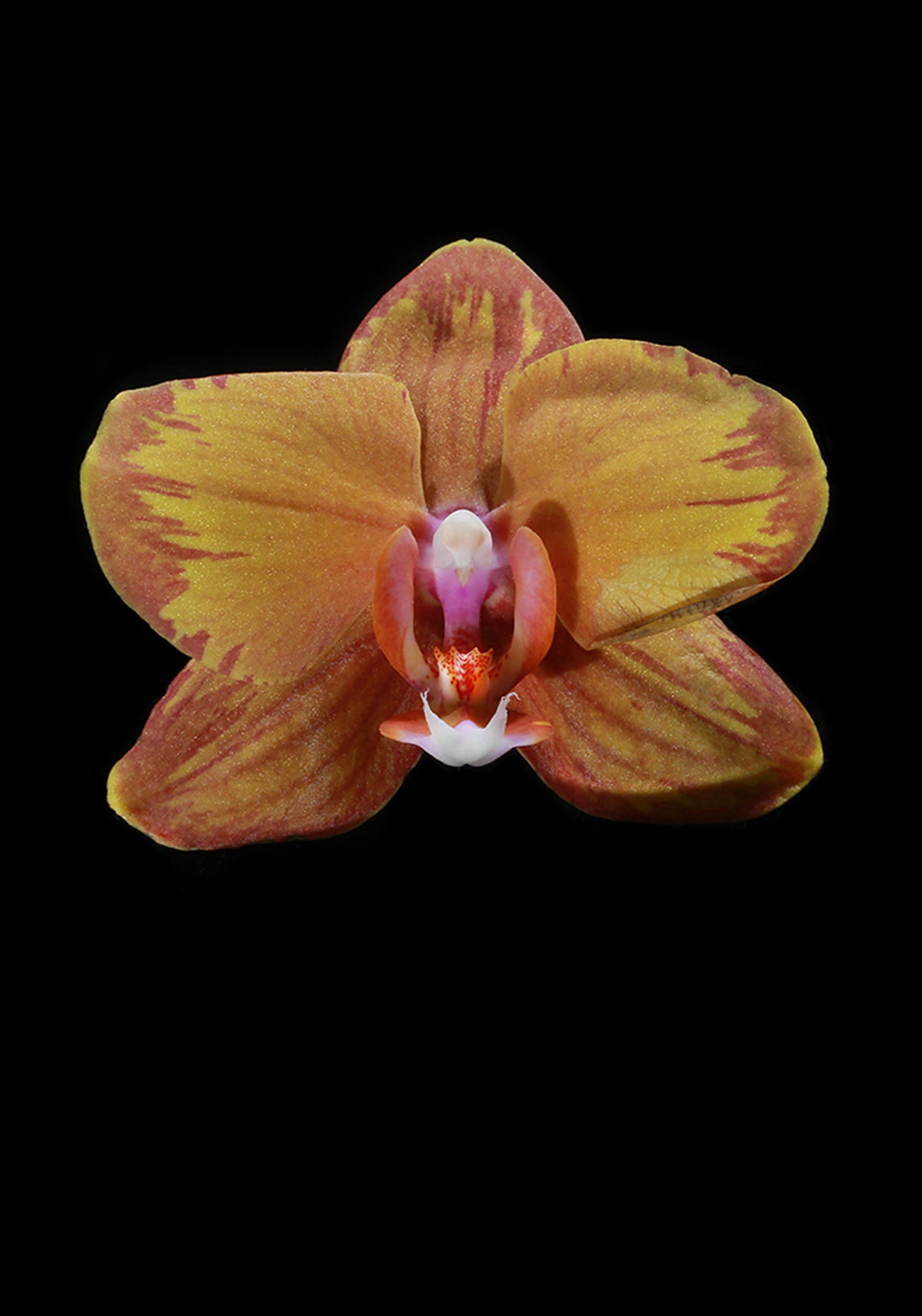 Orchid Sun, Prints by Photographer Tal Shpantzer